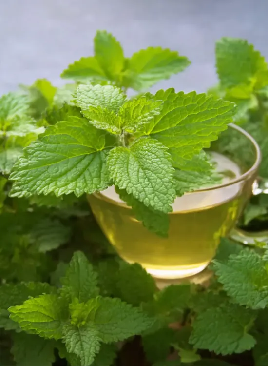 lemon balm tea for weight loss